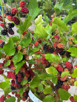 Morus alba 1